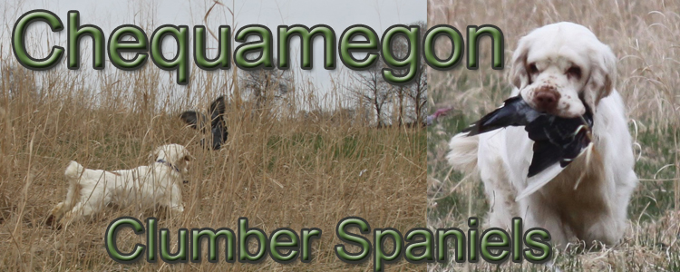 Chequamegon Clumber Spaniels