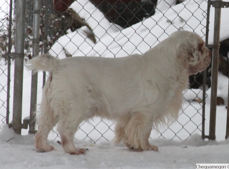 Chequamegon Clumber Spaniels:: Chequamegon Bootlegger of Woodsman JH