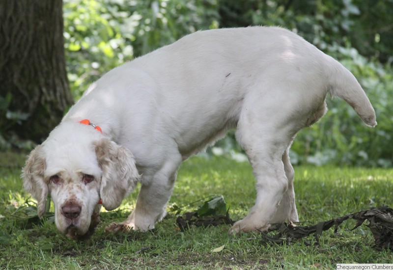 Chequamegon Clumber Spaniels:: CH Chequamegon's Three Lights Coming of Woodsman JH SH