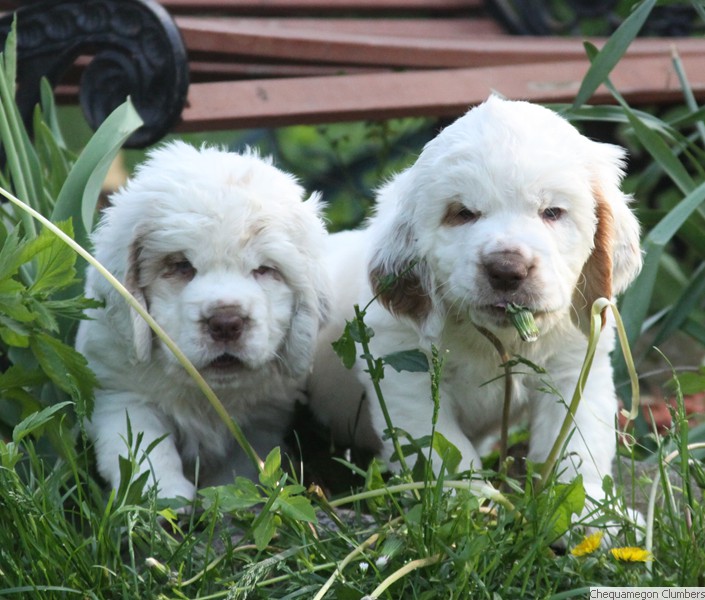 clumber spaniel for sale near me