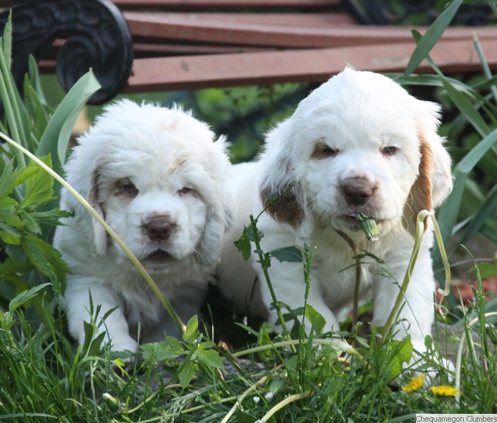 clumber spaniel for sale