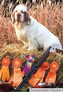 Chequamegon Clumber Spaniels:: CH Woodsman Athena Custom JH SH