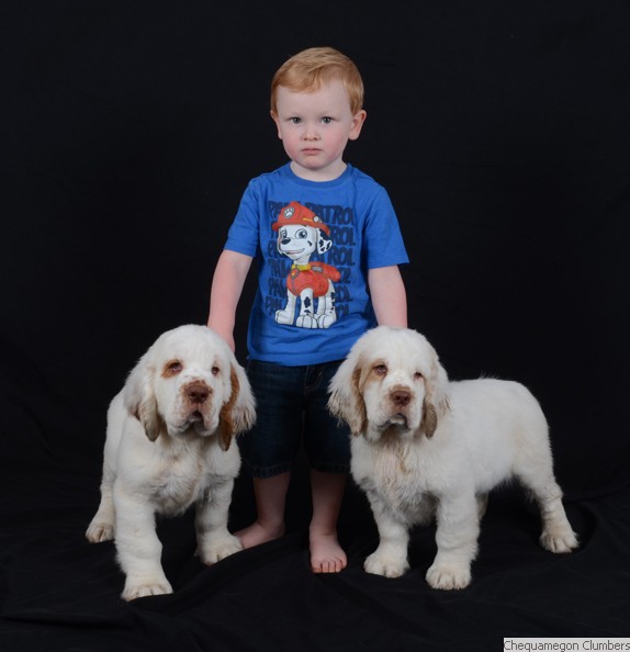 Chequamegon Clumber Spaniel:: Nate & Puppies