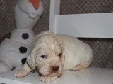 2019-02-04 frozen litter (31)