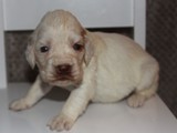 2019-02-04 frozen litter (41)