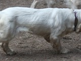2019-07-14 bell