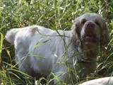 2019-07-15 clumber daisy (12)