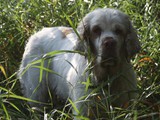 2019-07-15 clumber daisy (13)