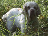 2019-07-15 clumber daisy (14)