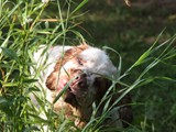 2019-07-15 clumber jessie (11)