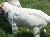 2019-07-15 clumber sully