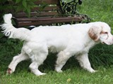 2019-07-15 clumber sully (1)