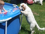 2019-07-15 clumber sully (3)