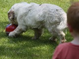 2019-07-15 clumber wally (3)