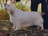 mable 7